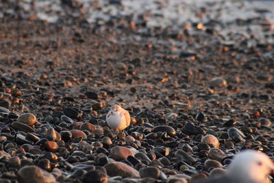 Close-up of pebbles on sand at beach