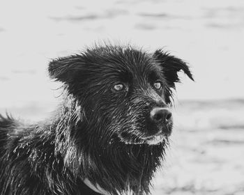 Close-up of a dog looking away