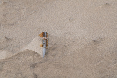Rusted bullet in the sand