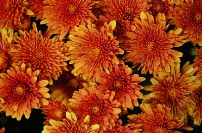 Full frame shot of orange flowers