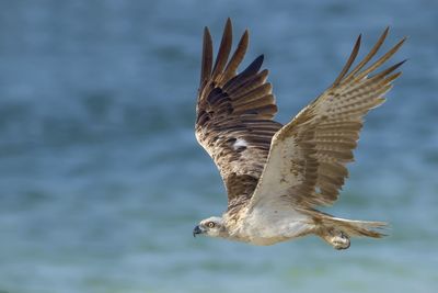 Close-up of seagull flying over sea against sky