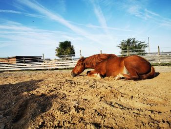 View of horse on field against sky