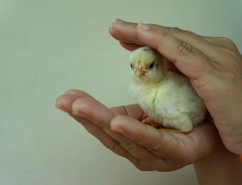 Cropped image of hand holding bird against white wall