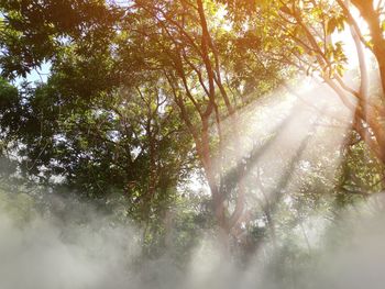 Sunlight streaming through trees in forest