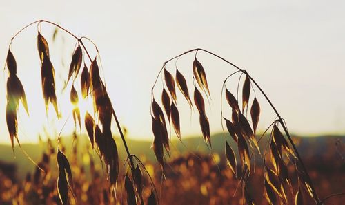 Close-up of stalks in field against sky