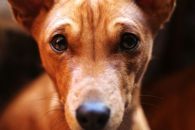 Close-up portrait of dog