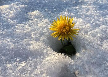 Close-up high angle view of yellow flower