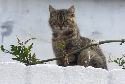 Cat on plant