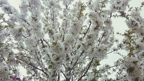 Low angle view of tree