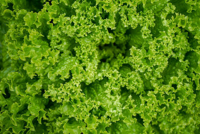 Full frame shot of fresh green plants