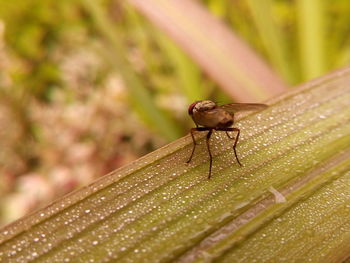 Close-up of insect on plant