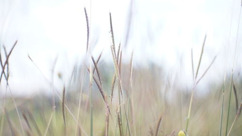 Close-up of crops on field
