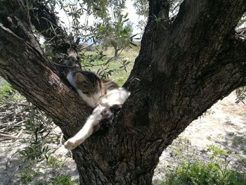 Low angle view of hand on tree trunk