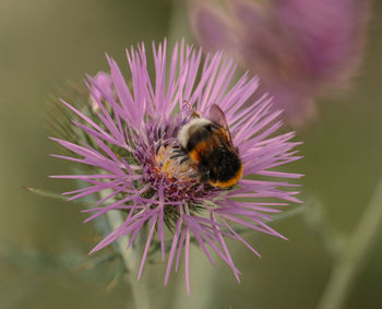 Close-up of bee pollinating on purple flower