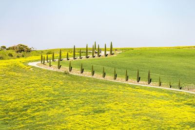 Scenic view of field against clear sky