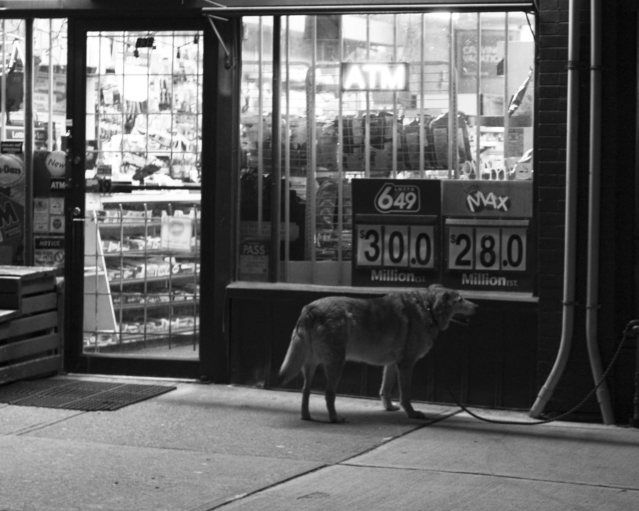 animal themes, text, window, day, mammal, one animal, no people, outdoors, building exterior, built structure, architecture, domestic animals, full length, city