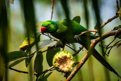 The rose-ringed parakeet, is a medium-sized parrot in the genus psittacula,