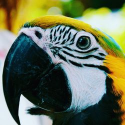 Close-up of macaw