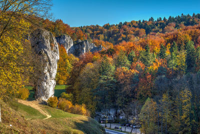 Trees in forest during autumn