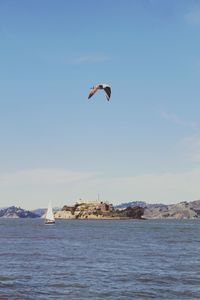 View of bird flying over calm blue sea