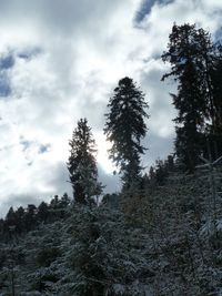 Low angle view of trees in forest against sky