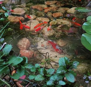 High angle view of koi carps swimming in water