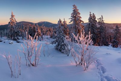 Snow covered land and trees against sky during sunset