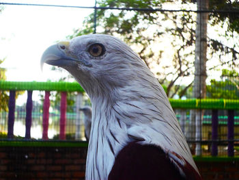 Close-up of bird against sky