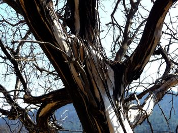 Low angle view of bare tree against sky