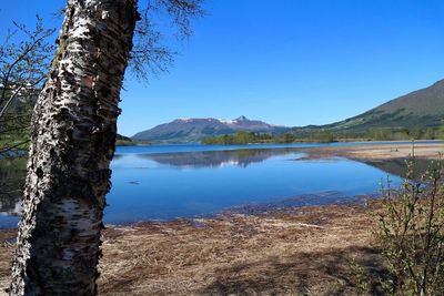 Tree by lake against clear blue sky on sunny day