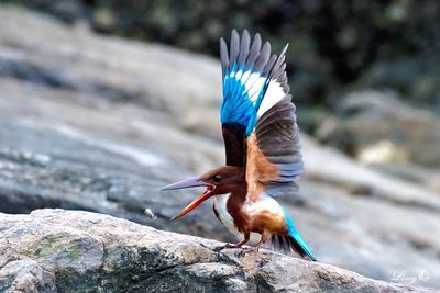 Close up of a bird