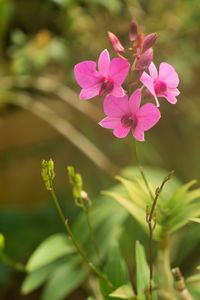 Close-up of pink flowering plant