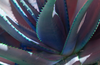 Close-up of succulent plant