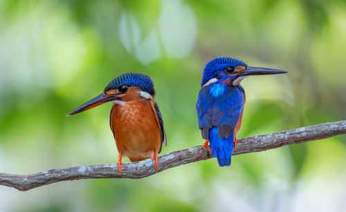 Close-up of birds perching on branch