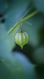 Close-up of insect on leaf