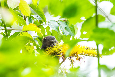 Close-up of monkey on tree
