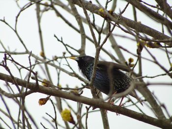 Low angle view of bird perching on tree