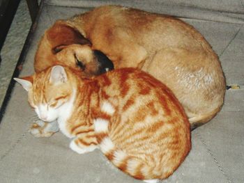 Cat sleeping on tiled floor