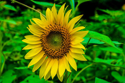 Close-up of bee pollinating on sunflower