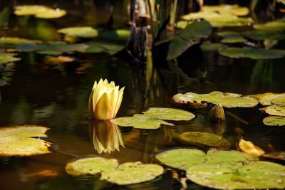 Close-up of lotus water lily in pond