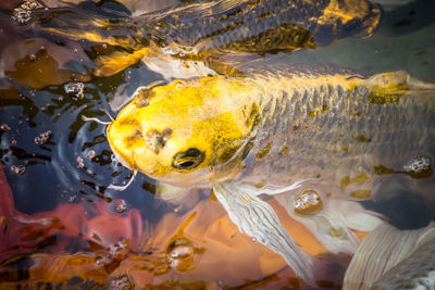 Close-up of fish swimming in sea