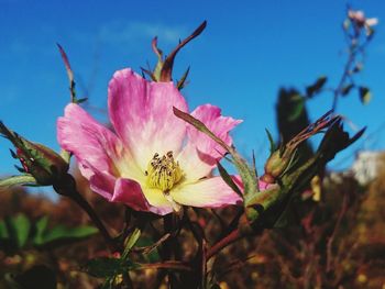 Close-up of pink flowers blooming against sky