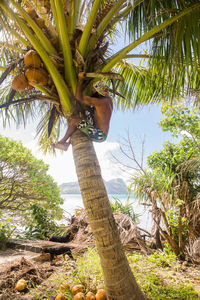 Low angle view of palm tree against sky