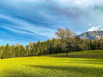 Scenic view of field against sky