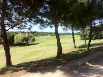 Trees on grassy field