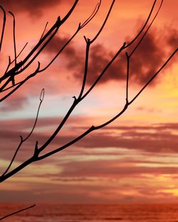 Close-up of silhouette tree against sky during sunset