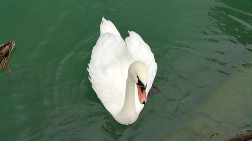 Birds floating on water