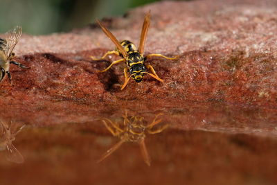 Close-up of spider