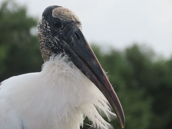 Close-up of a bird