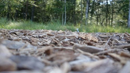 Tree trunk in forest